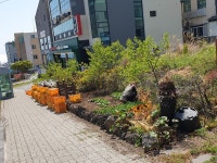 대륜동, 봄철 맞이 도로변 계절화 식재