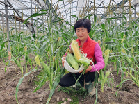 제주산 초당옥수수 올해 첫 수확...달고 맛있어요