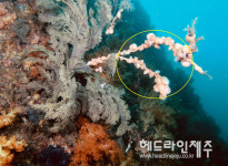 천연기념물 제주 연산호군락, 이미 7년 전부터 폐사 확인됐다