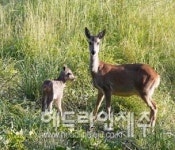 제주 노루생태관찰원, 세상 첫 발 디딘 귀여운 새끼 노루