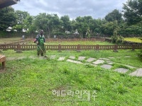 제주자연문화재돌봄센터,  천연기념물 도련동 귤나무류에서 주변 환경 정비