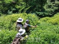 제주자연문화재돌봄센터, 비양도의 비양나무자생지에서 현장 자문 및 모니터링 실시