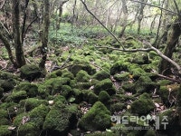 선흘곶자왈 자생 제주고사리삼, 멸종위기 Ⅰ급으로 격상 추진