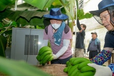 제주 바나나농장 농부 변신한 오영훈 지사, 신소득작목 개발 지원