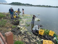 오조리 마을회, 식산봉 내수면 파래 제거 구슬 땀