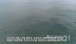 야생적응 중인 비봉이 주변에 남방큰돌고래 무리 유영...교감하고 있어요
