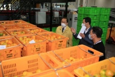 강병삼 제주시장, 극조생감귤 유통처리 상황 현장 점검 