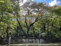 제주자연문화재돌봄센터, 오등동 왕벚나무 주변 환경 관리