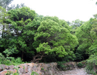 제주 도순리 녹나무 자생지, 문화재 보호구역 일부 해제된다