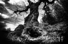 한국사진작가협회 제주도지회, 제33회 회원전 흑백으로 보는 제주 개최