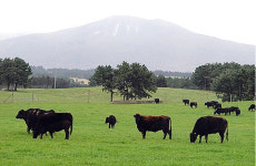 제주, 도태 대상 흑우장기간 방치...축산 보조금 지급.관리 허술