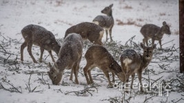 제주 노루생태관찰원, 풀 뜯는 노루 보러 오세요