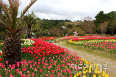 상효원 수목원 튤립축제 내달 4일 개막...화려하게 핀 튤립 보러 오세요