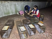 제주동물 친구들, 길고양이 중성화수술 TNR 지원사업 진행
