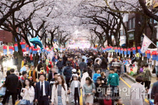 제16회 전농로 왕벚꽃 축제 24일 개막...사랑 벚꽃 가득한 전농로의 봄날