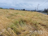 [포토] 제주 강풍 상흔...황금들녘 보리밭, 쑥대밭 됐어요