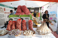 제주 대정암반수 마농박람회 개막...최고의 마늘 맛 보세요  