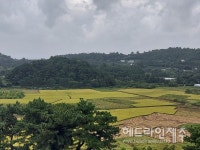 [포토] 제주 유일한 벼 농사, 하논분화구의 황금 물결