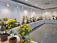 삼도1동, 전농로 주민센터 앞에 가을국화 포토존 설치...분재 전시