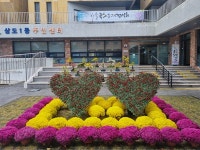 삼도1동, 전농로 주민센터 앞에 가을국화 포토존 설치...분재 전시