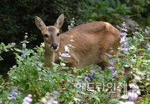 제주도 서식 노루 4800여 마리 추산...서식밀도 점차 증가