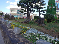 서귀포시, 주요도로변 팬지 등 겨울꽃 10만본 식재