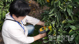 서귀포시 만감류 출하전 품질검사제, 안착...신청농가 전년비 300%↑