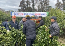 1석3조 효과...제주농협, 감귤원 간벌사업 총력 추진