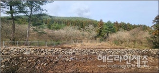 제주도, 비자림로 공사구간 내 잣담 원형 복원 마무리