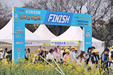 노란 물결 속 봄을 걷다 제26회 서귀포 유채꽃 걷기대회 성황