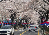 [포토] 벚꽃길 명소 제주시 전농로 거리 수놓은 연분홍 물결