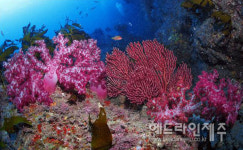 천연기념물 제주 연산호 군락, 20년 만에 구역 축소.확대 논의 본격화