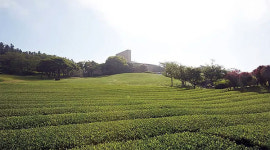 제주 차(茶), 세계로...그린바이오 밸류체인 완성