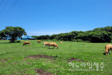 사라져가는 제주도 마을공동목장, 지원.활용방안 찾는다