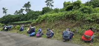 구좌읍, 일주동로변 수국 꽃길 조성 추진