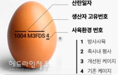 서귀포시, 이력번호 없는 달걀 유통 집중 점검 나선다