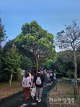 서귀포 원도심 밤마실 코스 걸어요...달빛 하영걷길 성황