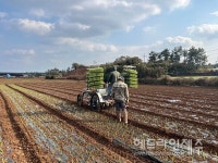 제주 동부농업기술센터, 양파 기계정식 확대 추진