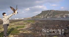 제주야생동물구조센터, 부상 당한 물수리 구조해 치료...다시 하늘로