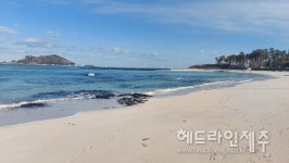 [포토] 한림항 정박 어선들의 설날 풍어 기원 깃발