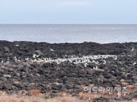 제주도 제2공항 상생발전 용역, 꺼져가는 불씨 살리기 위한 무리수
