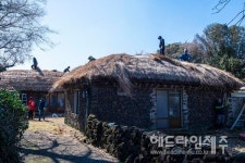 제주 성읍민속마을, 봄맞이 초가 새단장...능숙한 집줄놓기 탄성