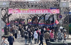 제주, 연분홍 물결 수놓은 벚꽃 거리...곳곳 많은 인파