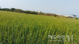 [포토] 봄바람에 살랑이는 청보리