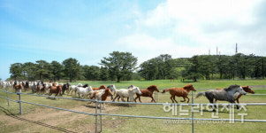 말 달린다~, 제주 초원에서 펼쳐진 100여 마리의 질주