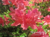 제주도 상징 참꽃 만개...동네 산책길 수놓은 붉은 물결 [사진]