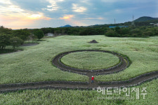 메밀꽃 필 무렵...제주, 2025 자청비 와흘 메밀문화제 열린다