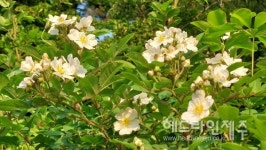 제주 동네 산책길, 찔레꽃 향기 가득 (사진)