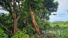 껍질만 홀랑 도려내어진 제주 숲 후박나무들...누가, 왜?