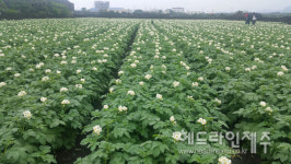 제주 감자 자급 기반 탄탄...농업기술원, 씨감자 10.4톤 확보